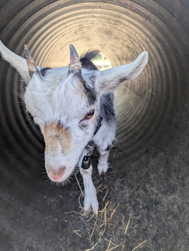Bounty the juvenile pygmy goat