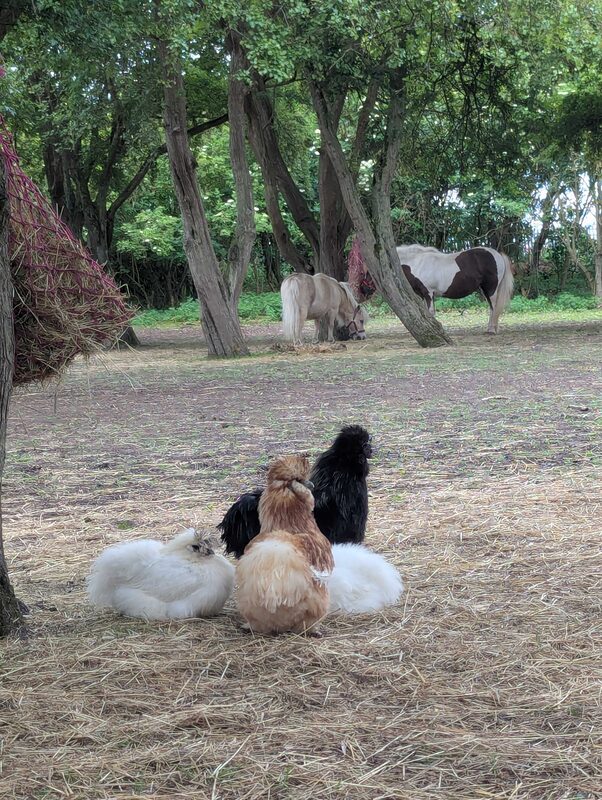 Our chickens