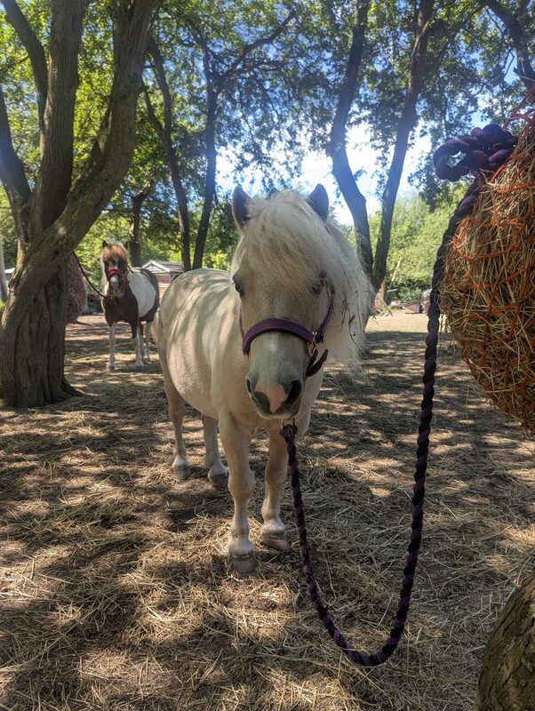 Dizzy the miniature Shetland pony