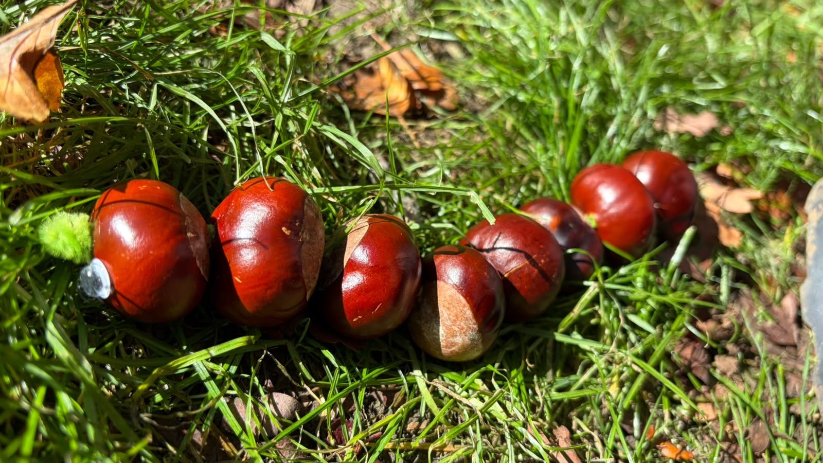A caterpillar made from a line of conkers with googly eyes, on the grass