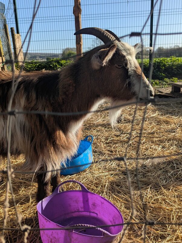 Pickle the pygmy goat